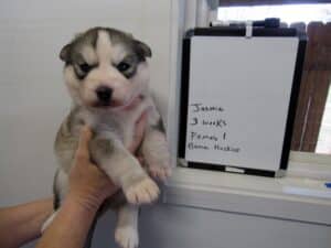 gray and white husky puppies for sale