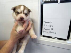 gray and white husky puppies for sale
