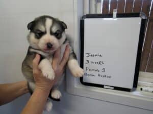 gray and white husky puppies for sale