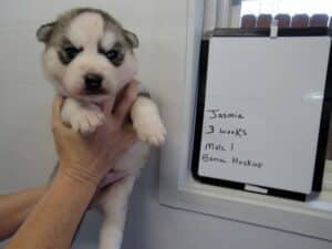 gray and white husky puppies for sale
