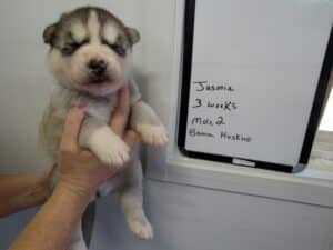 gray and white husky puppies for sale