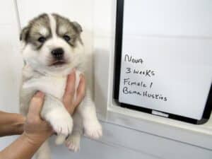 wolf gray female husky puppy