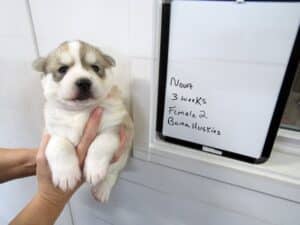 wolf gray female husky puppy