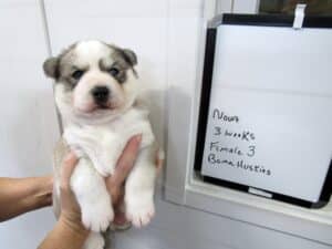 wolf gray female husky puppy