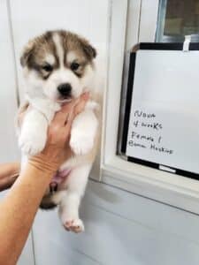 Grey and white husky puppies