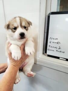 Grey and white husky puppies