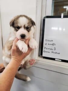 Grey and white husky puppies