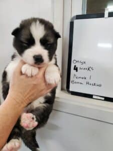 A banded copper husky puppy for sale