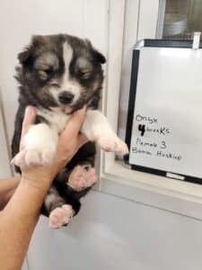 Agouti husky puppy for sale