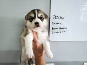 diluted black and white husky puppy for sale