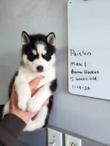 black and white husky puppy for sale