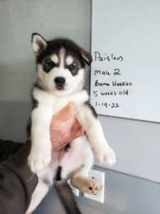 diluted black and white husky puppy for sale