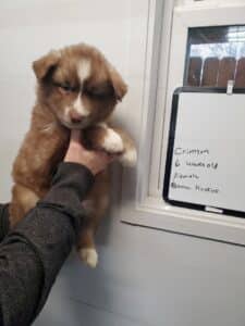 red and white husky puppy for sale