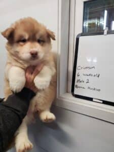 red and white husky puppy for sale