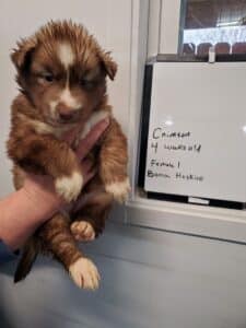 red and white husky puppy for sale