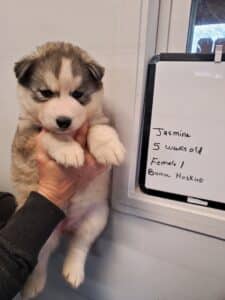 grey and white husky puppy