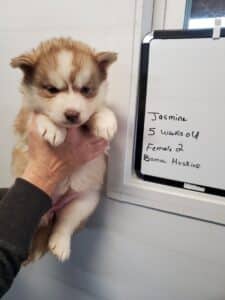 red and white husky puppy