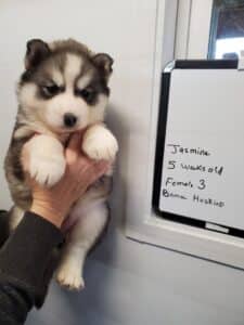 grey and white husky puppy