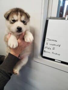 grey and white husky puppy