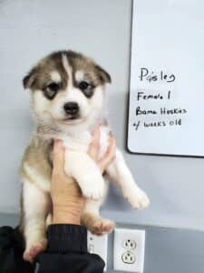 grey and white husky puppy