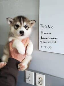 grey and white husky puppy for sale