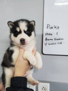black and white husky puppy