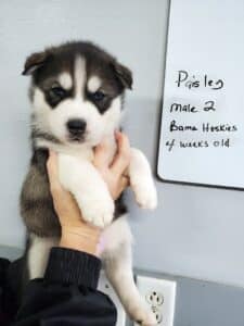 diluted black and white husky puppy