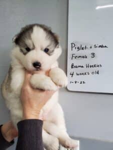 gray and white husky puppy for sale