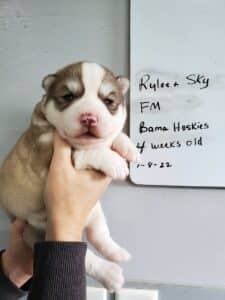 red and white husky puppy