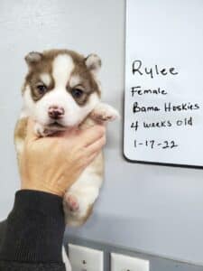 Rylee female husky puppy