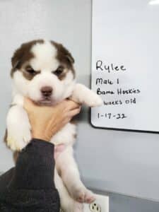 red and white husky puppy