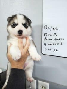 grey and white husky puppy