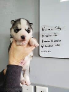 grey and white husky puppy