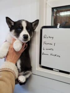 black and white husky puppy for sale