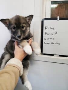 agotui husky puppy for sale