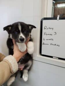 black and white husky puppy for sale