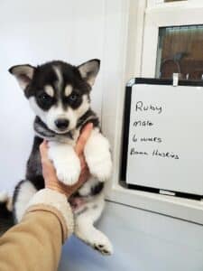 black and white husky puppy for sale