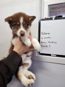 red and white husky puppy for sale