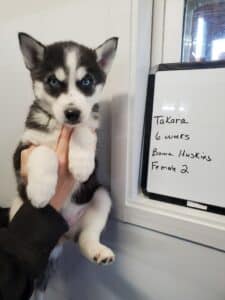 black and white husky puppy for sale
