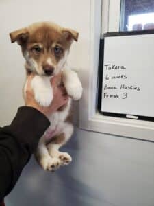 red and white husky puppy for sale