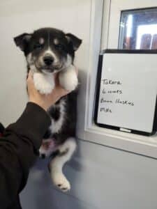 black and white husky puppy for sale