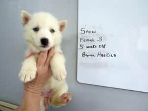 white husky puppy for sale