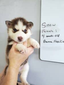 red and white husky puppy