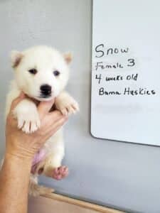 white husky puppy