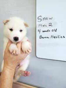 white husky puppy