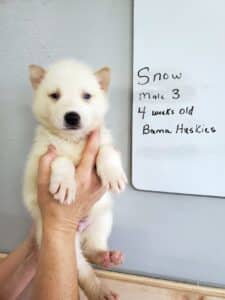 white husky puppy