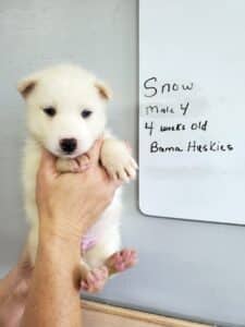 white husky puppy