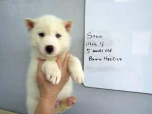 white husky puppy for sale