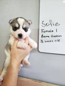 grey and white husky puppy