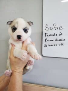 grey and white husky puppy